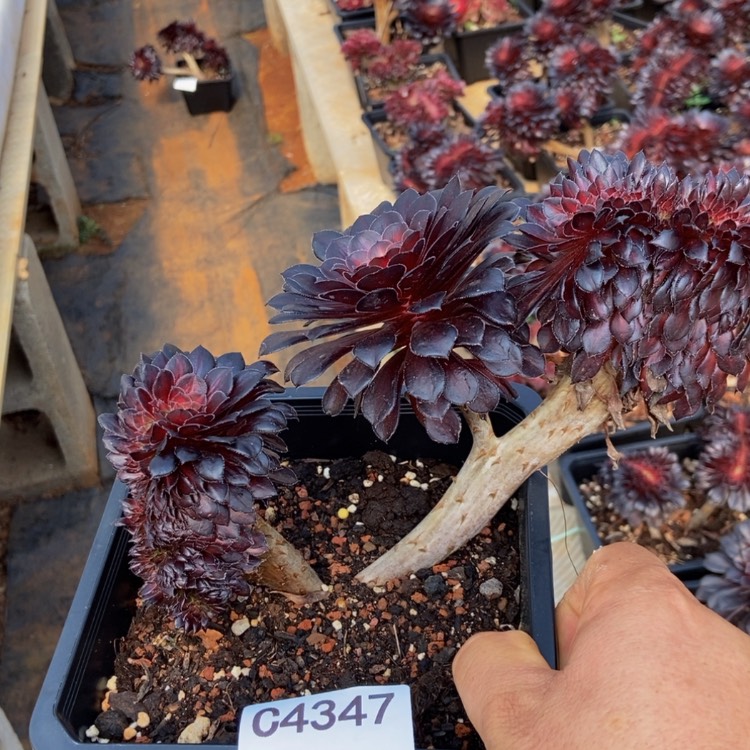 【闪购商品】4347墨颜多肉