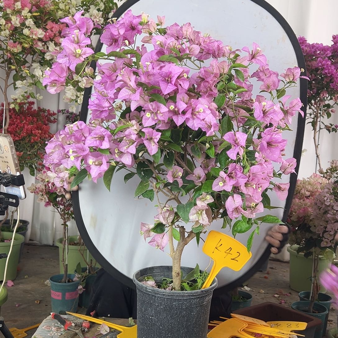 冀***大部分花苞少量开放K42赛佛里