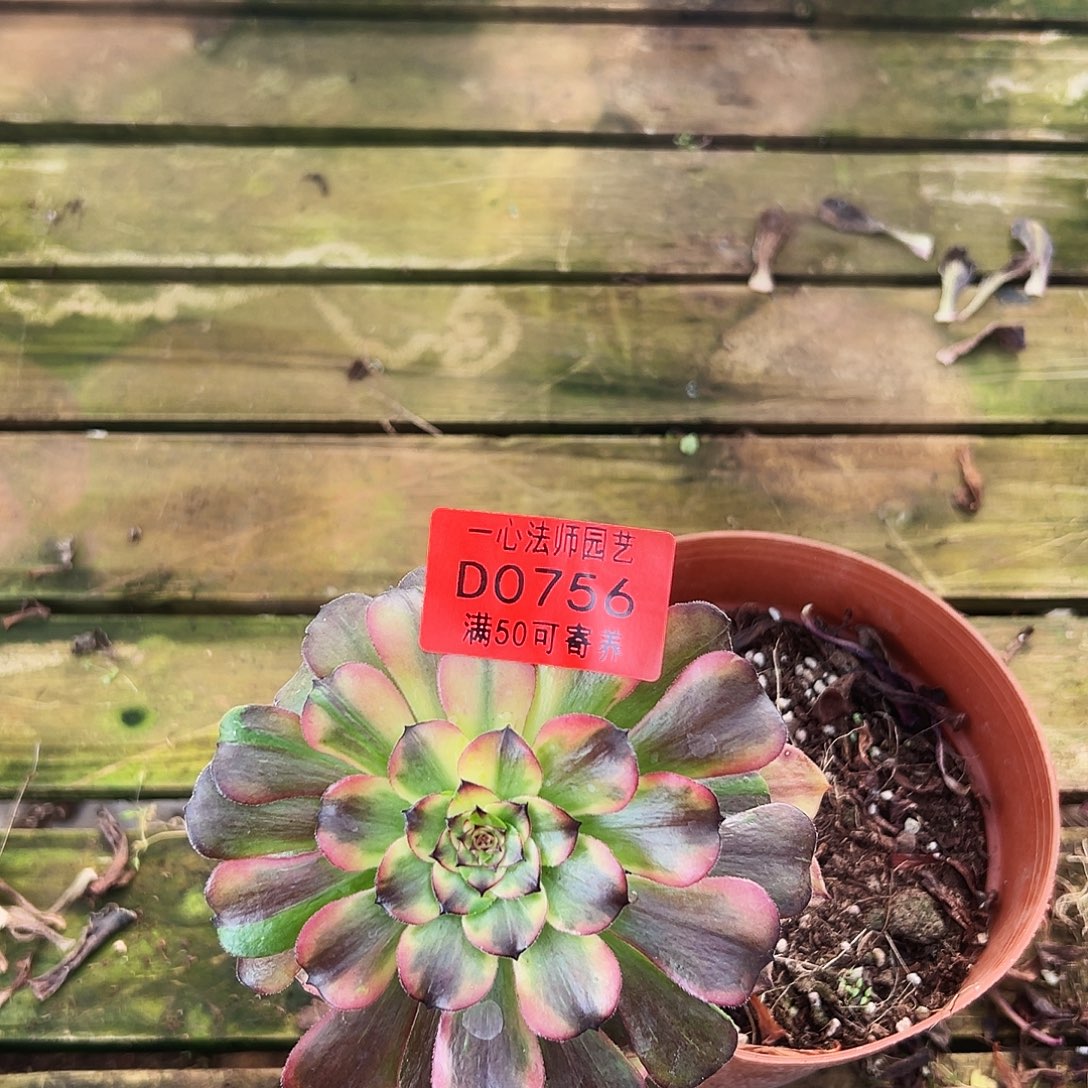 多肉植物多肉植物0756