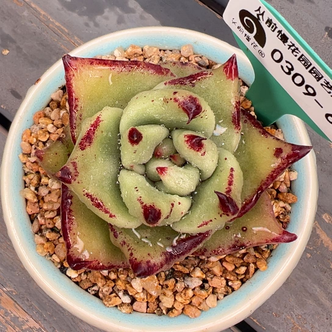 多肉一物一拍0309-68