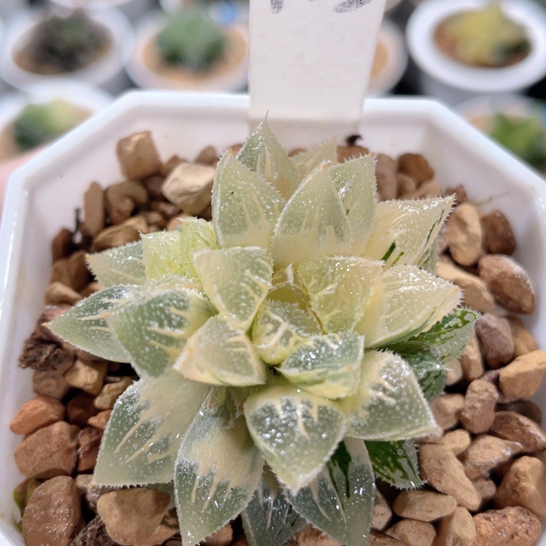 113糊斑冰沙糖锦。          