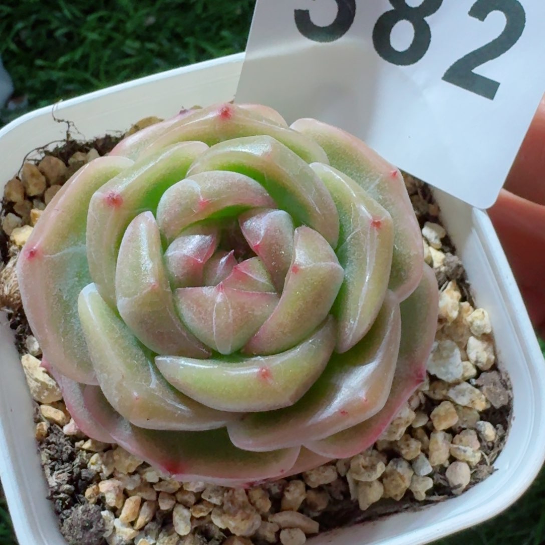 珍妮         精品多肉