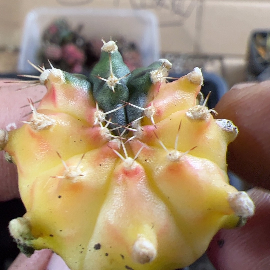 当前无花栽培后可以开花561