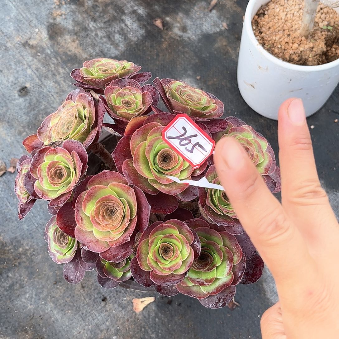 多肉植物265号多肉植物