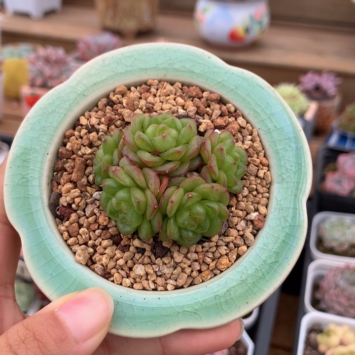 精控灯泡珍妮多肉