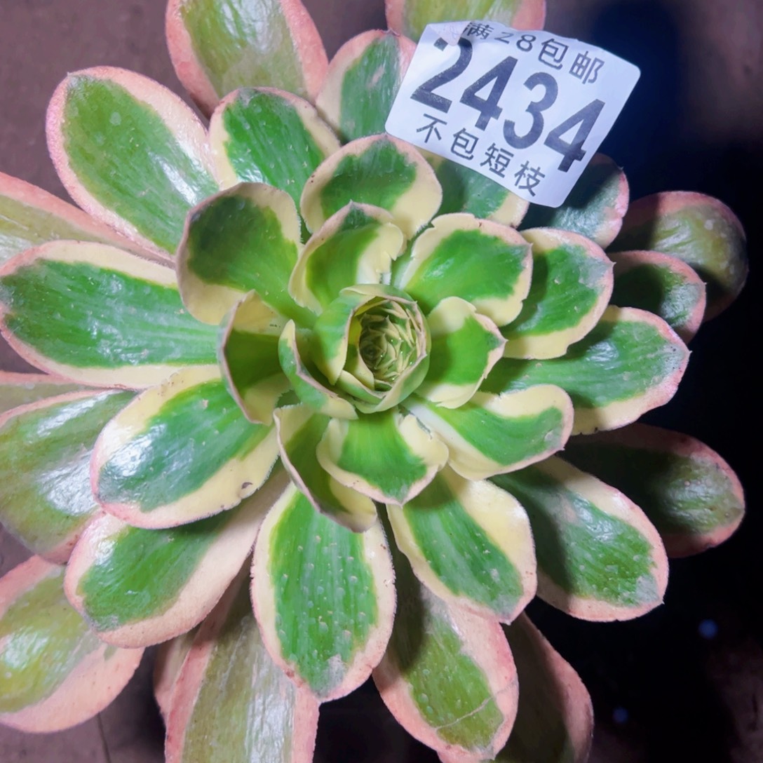 2434 燕姿锦多肉植物法师