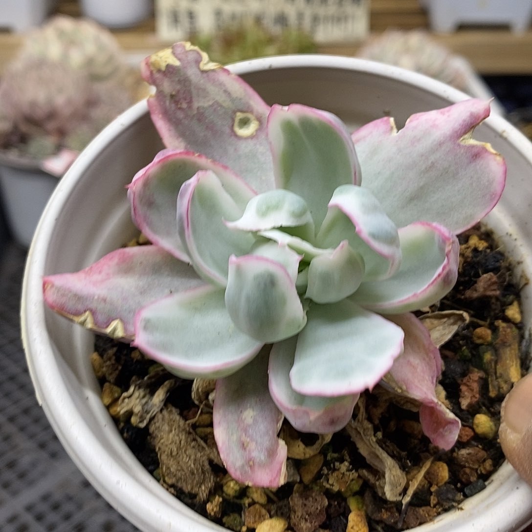 0223 伯克利锦有杆子 需延时发货