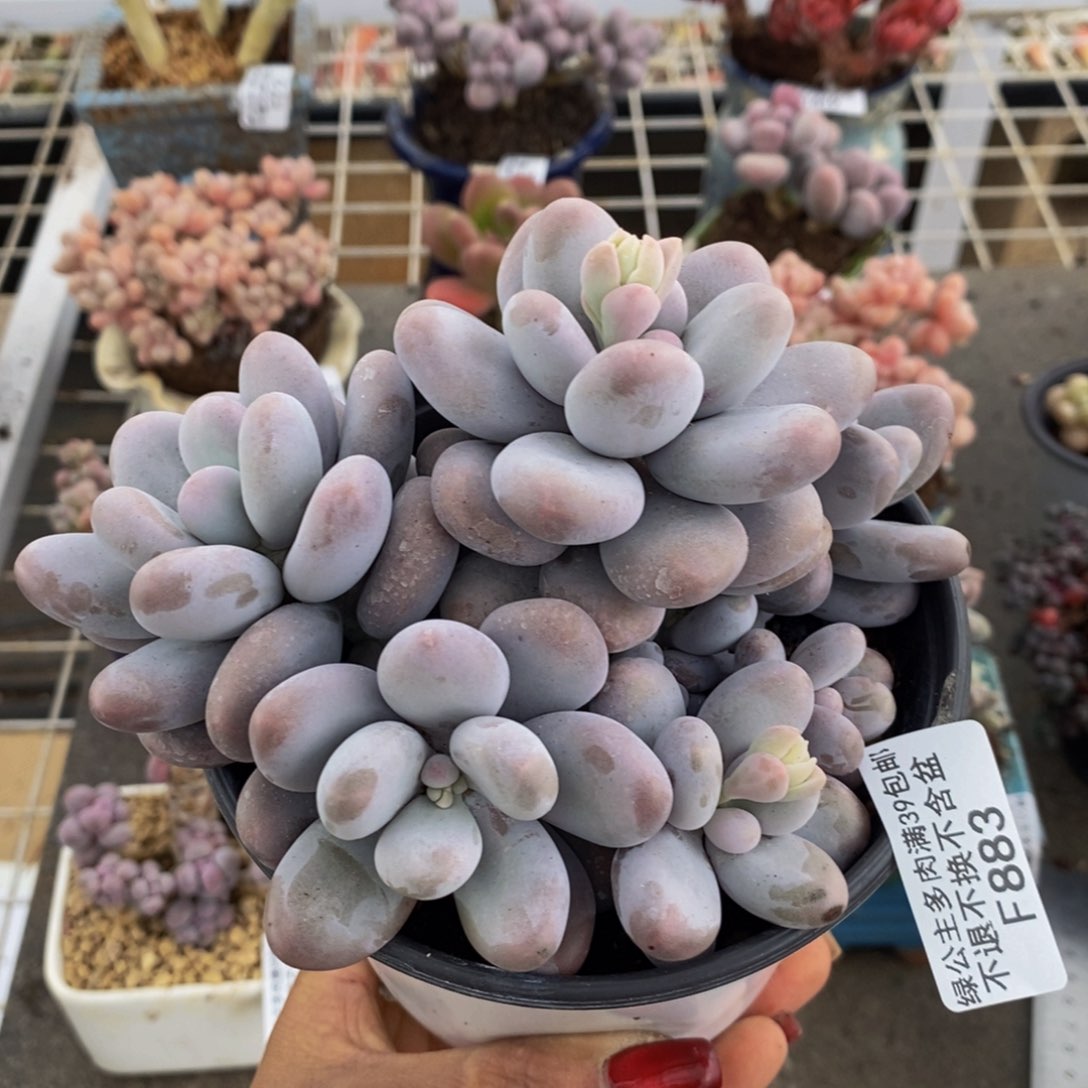 水光针883/10cm多肉