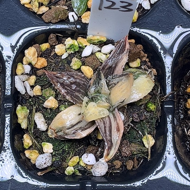 123实生寿锦脱土发货