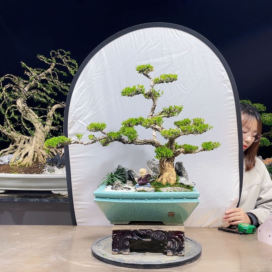 完全开放黄杨盆景四季常青