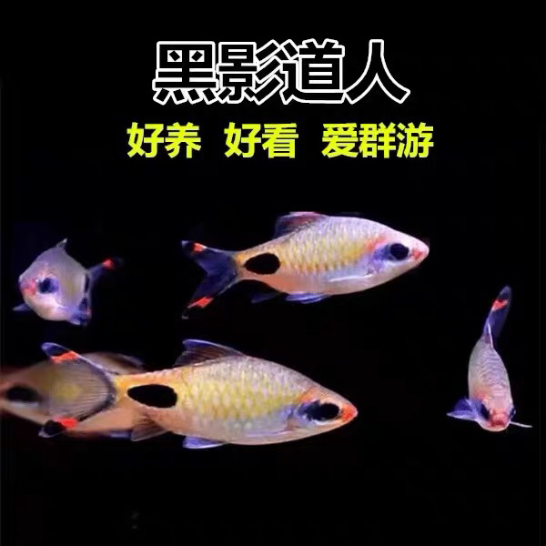 红线黑影道人鱼热带观赏鱼淡水鱼一眉道人鱼水草缸群游鱼红线黑影