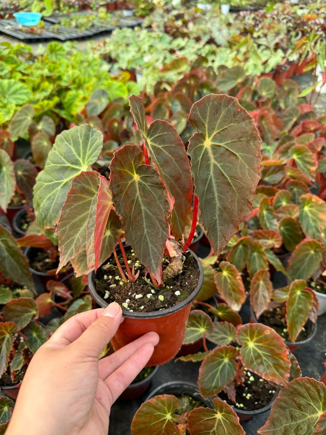 黑博基尔秋海棠室内观叶植物秋海棠盆栽好养