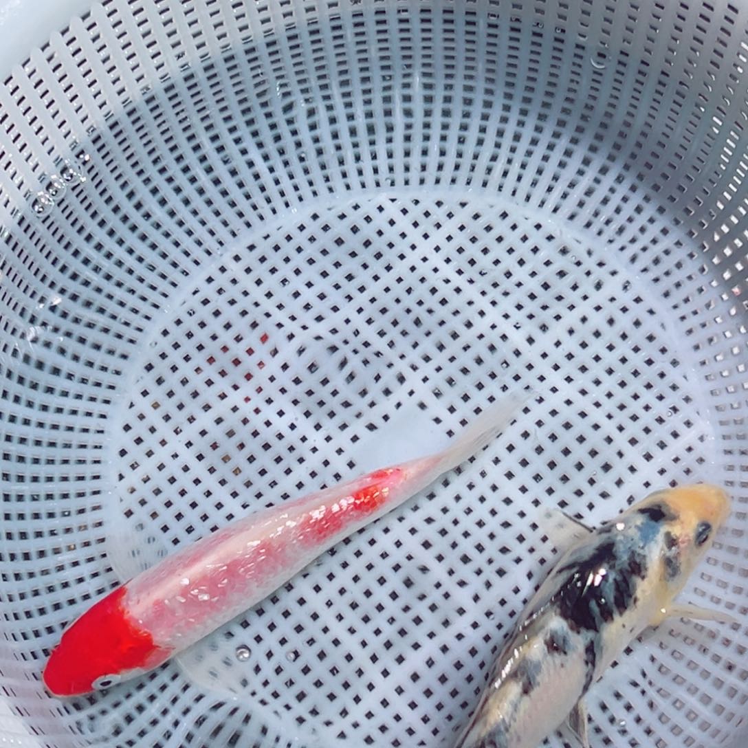 锦鲤锦鲤观赏鱼1111