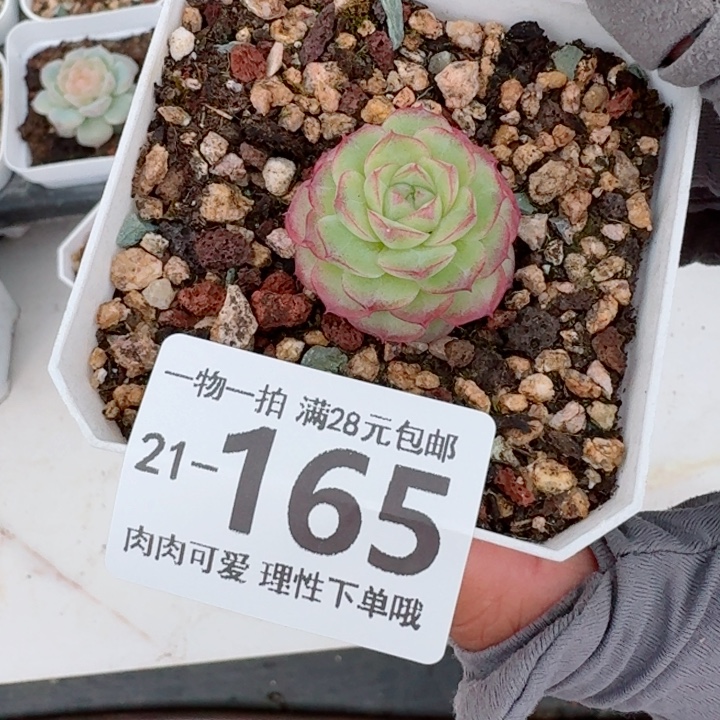 女王无盆土发货多肉多肉无