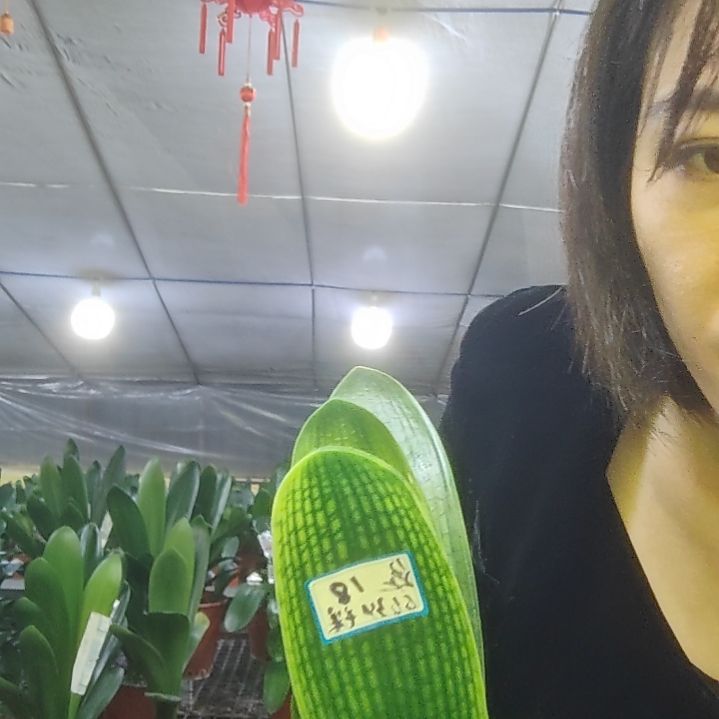 完全开放君子兰一物一拍