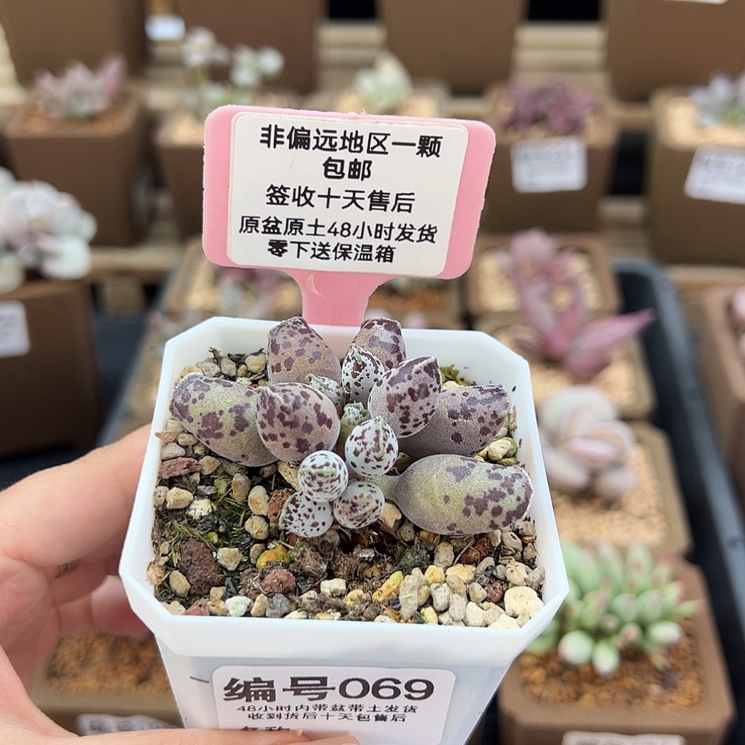 069特白肌海豹多肉植物