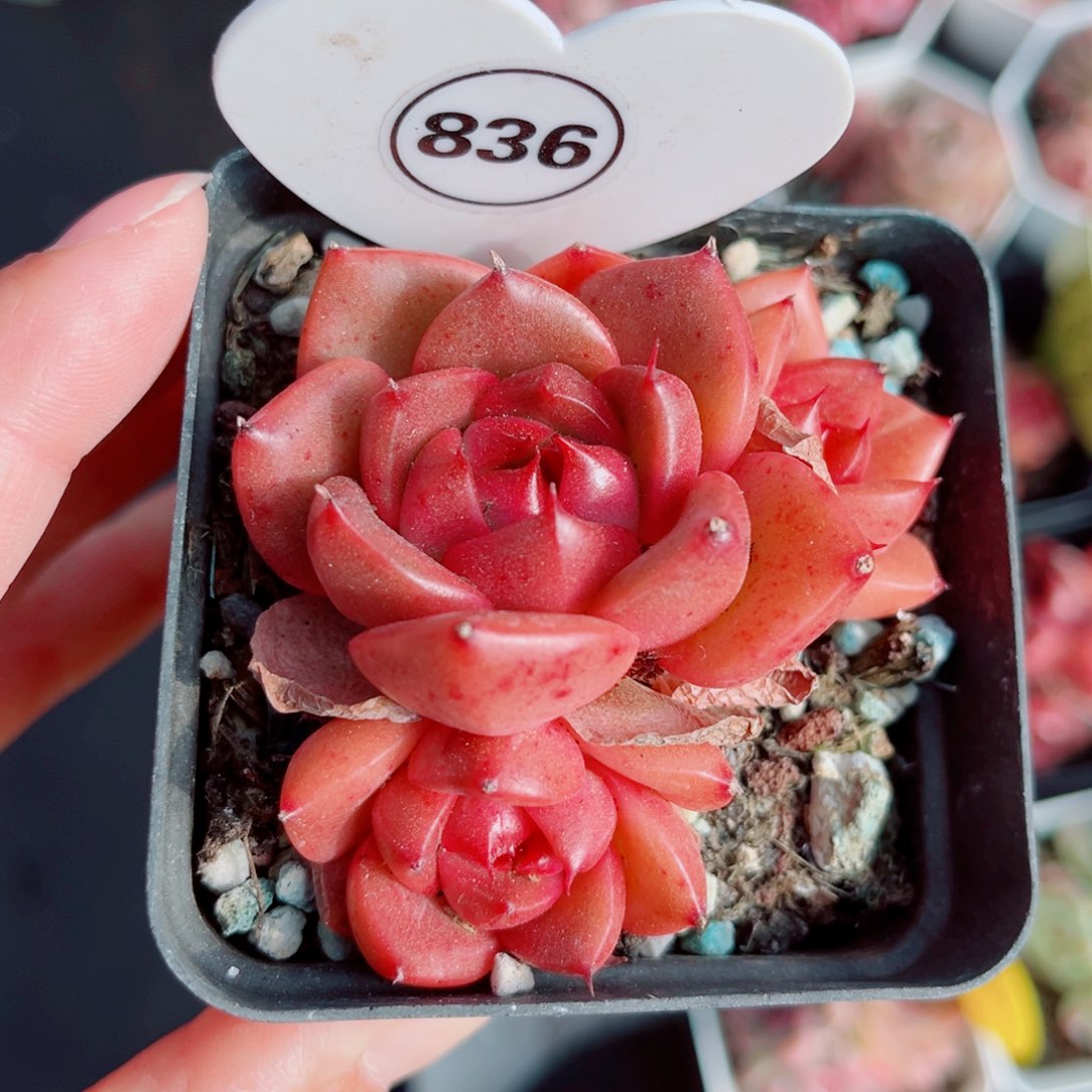 836号小老桩珍妮群