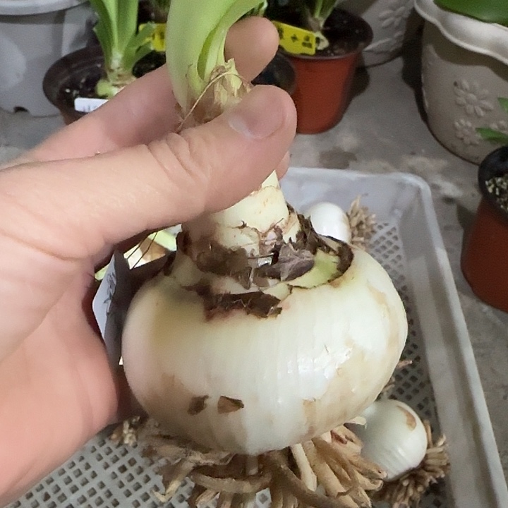 秋，7.8cm裸球发货