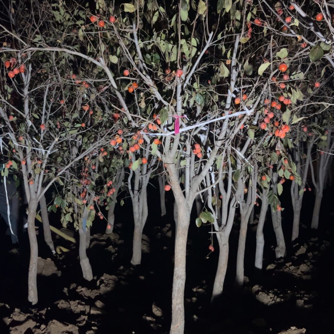 无花朵火罐花原土发货