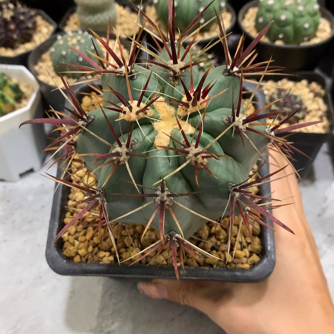 当前无花栽培后可以开花实生刈穗玉强刺