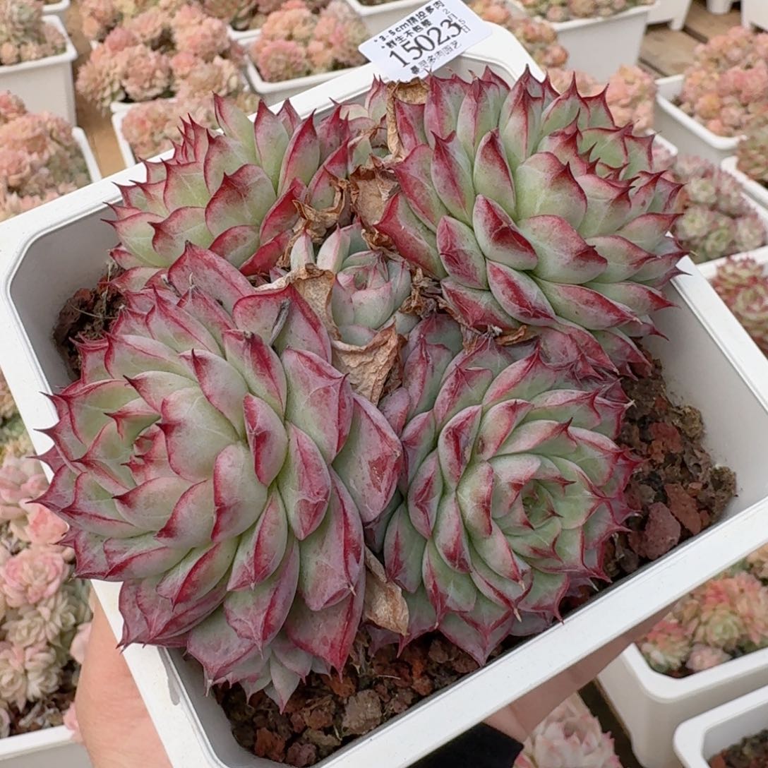 一物一拍的15023