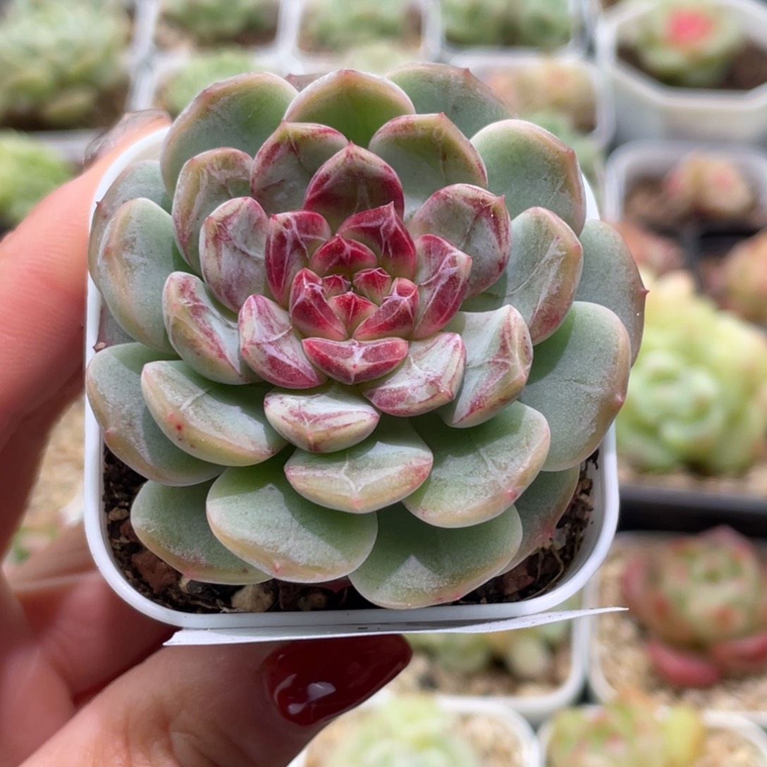 305号糖心冰心珍妮