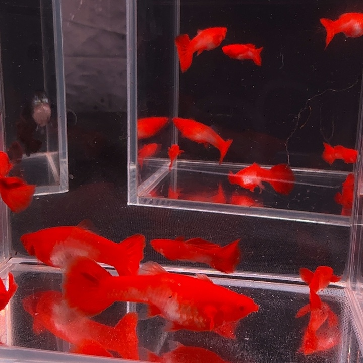 冬***_孔雀鱼双份水3对孔雀鱼