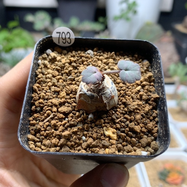 肾叶洋葵母本带盆793