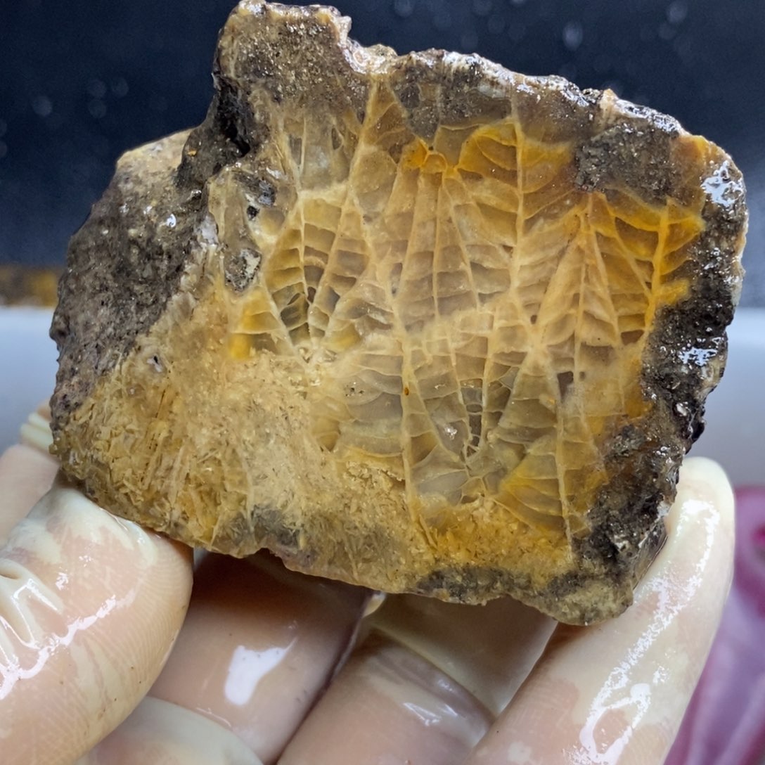 【闪购商品】硅化玉颈饰未镶嵌