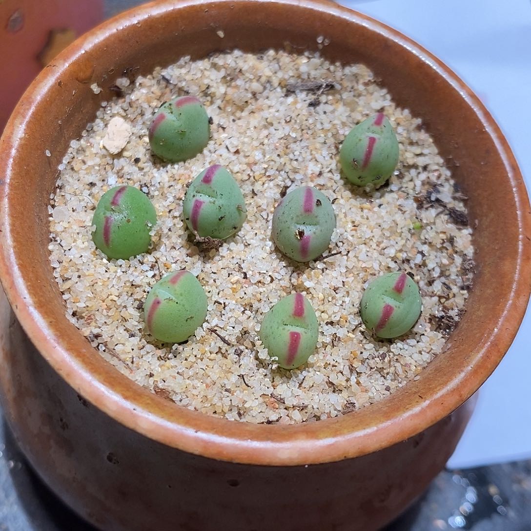 22336。 一颗将杂琥珀红耳朵。 