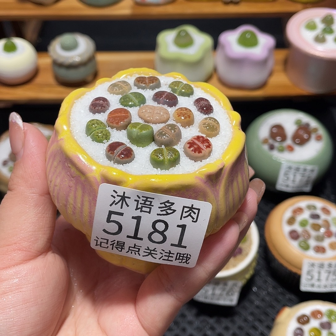 带盆土植物 一物一拍5181盆微瑕