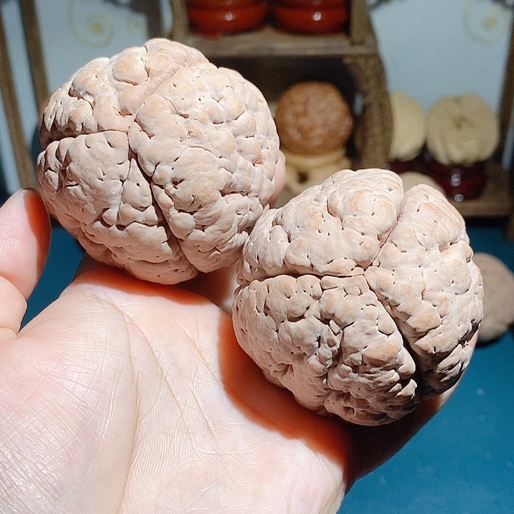 野生三瓣脑纹大金刚5664