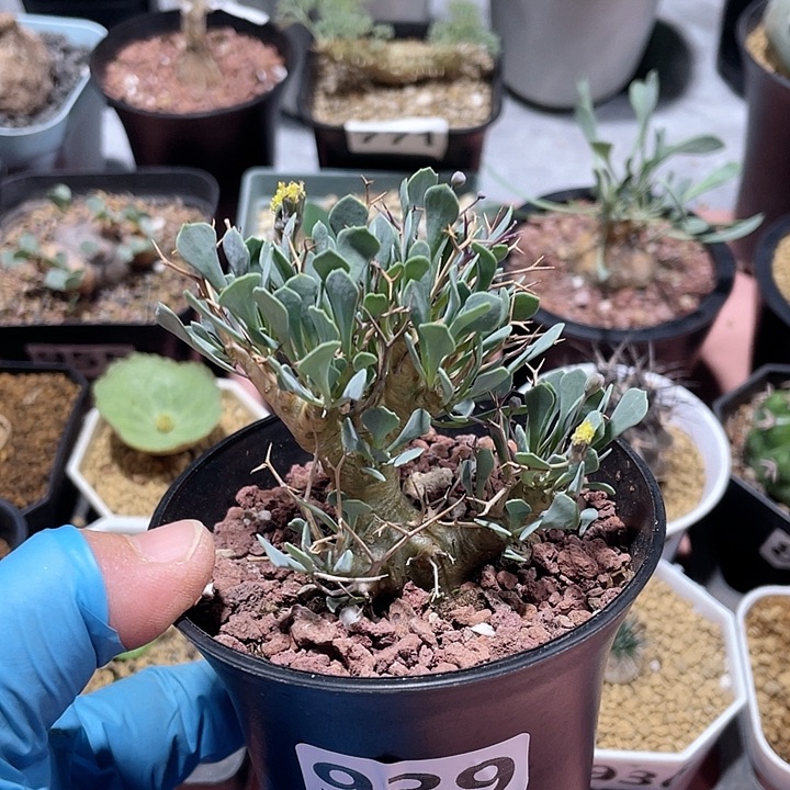 939黑鬼殿厚墩菊块根