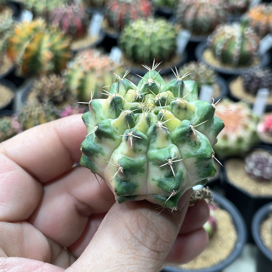 当前无花朵，栽培后可花朵泰系名品侧，月亮皇冠