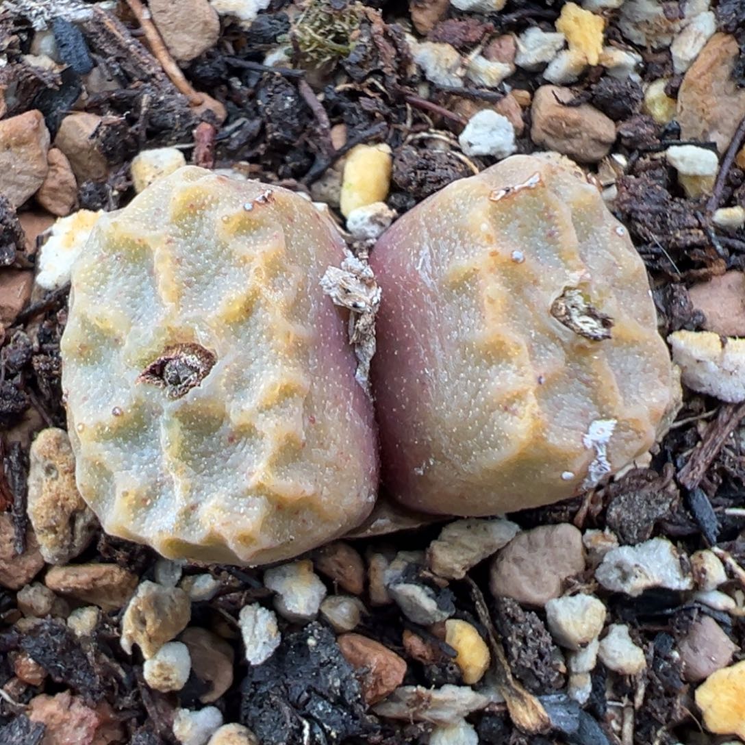 11.24好看的多肉脱土发货273