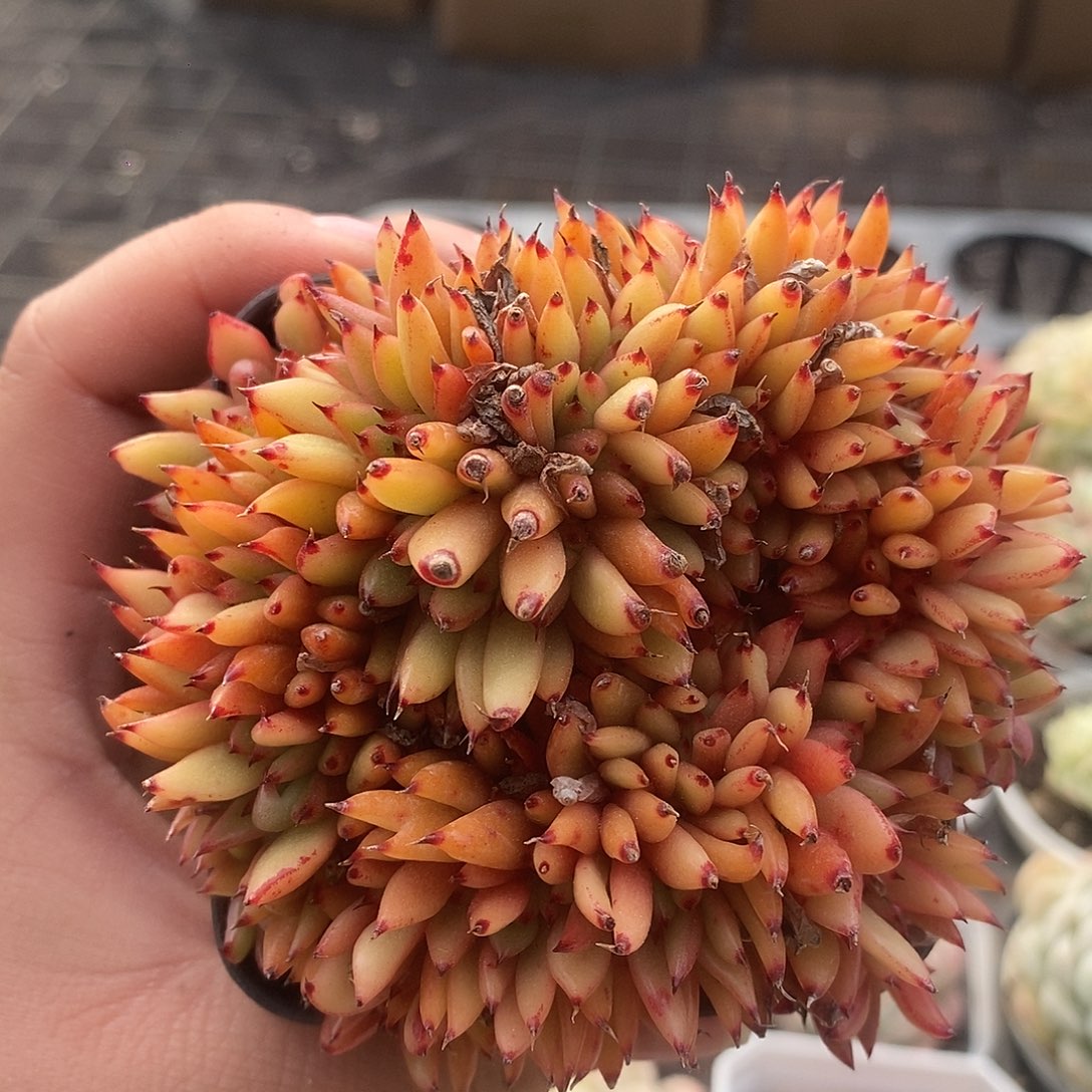 可爱肉肉喜欢拍174