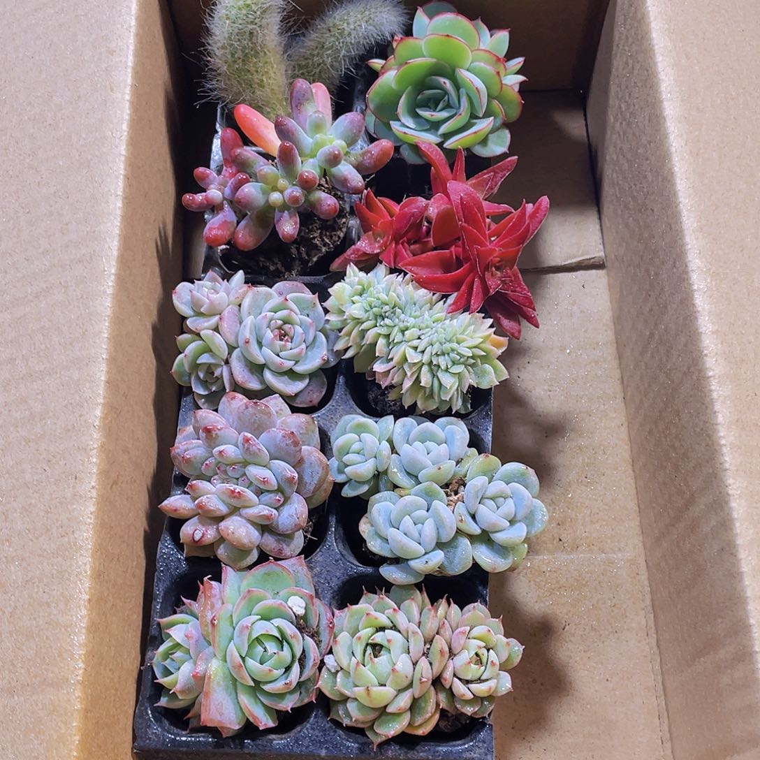 10颗-5号约3-5厘米