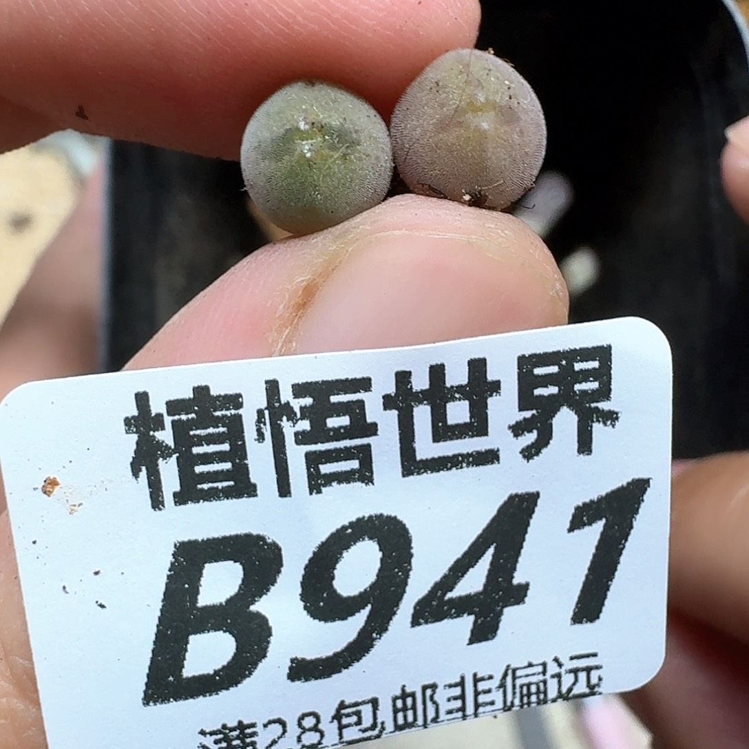 多肉植物的润泽fghh