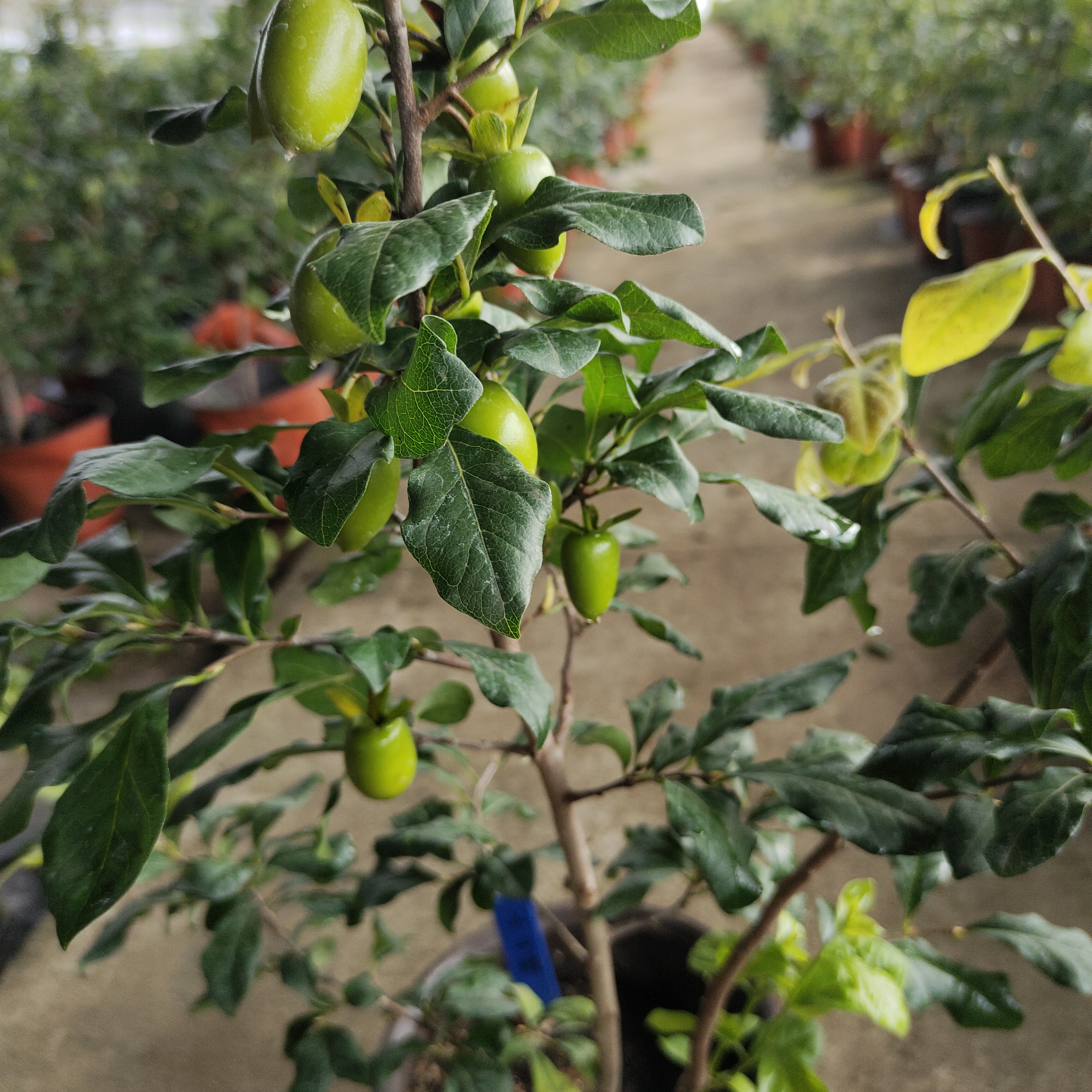 老鸦柿绿植盆栽生熟桩专用