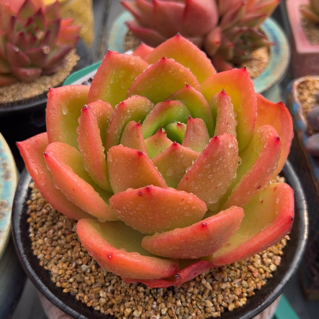 从前慢多肉精选编号0222.379