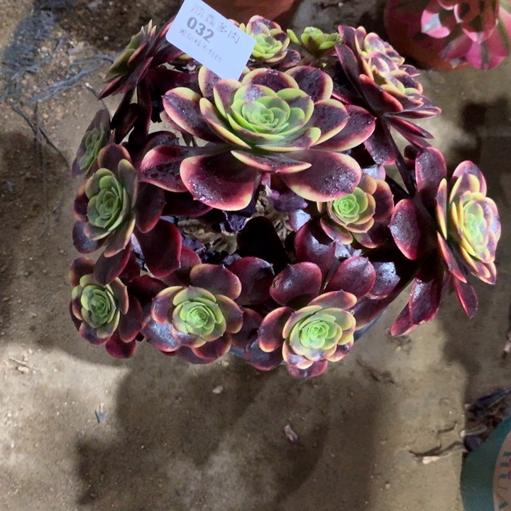 032欧嘉莉多肉植物