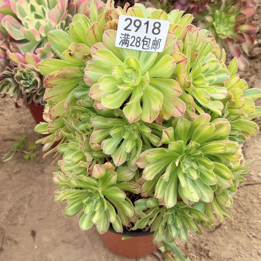 2918霓裳多肉1111111