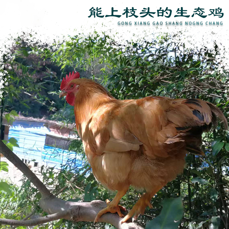 鸡鸭组合套装（无礼盒装） 包冰率不含冰