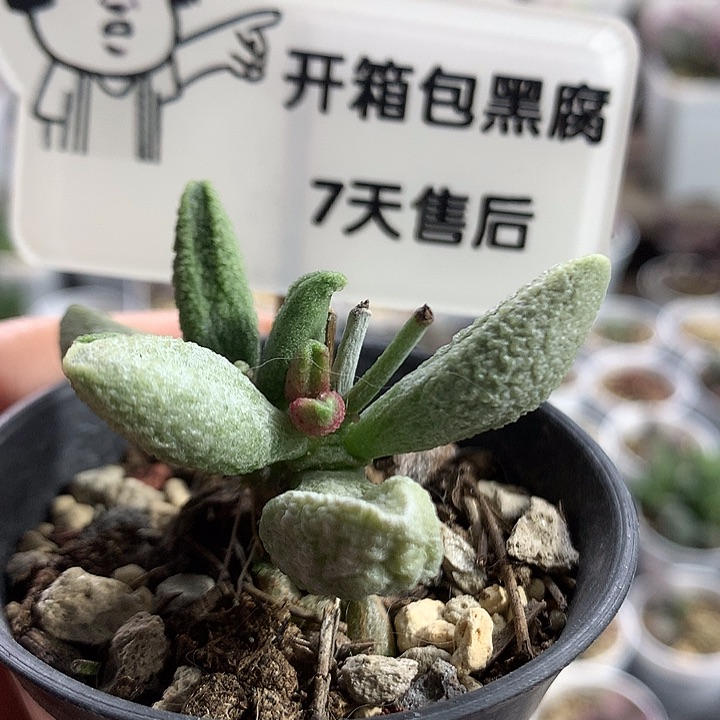 Jun078 —专拍专拍