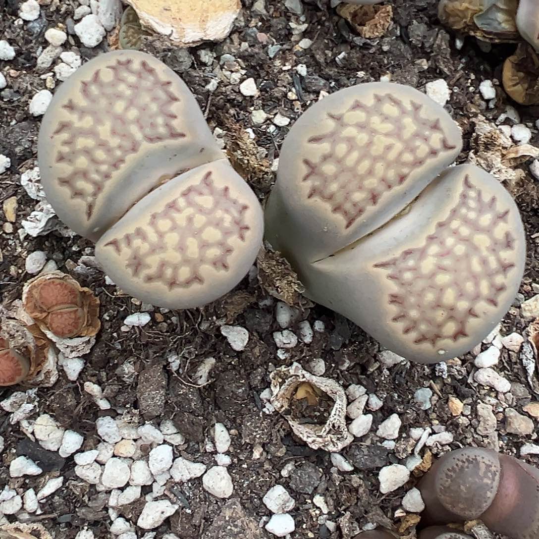 3987巨无霸寿丽4.5 4.8厘米