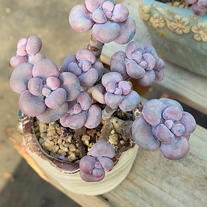 春***哒尽力咯某去咯哦哦哦哦