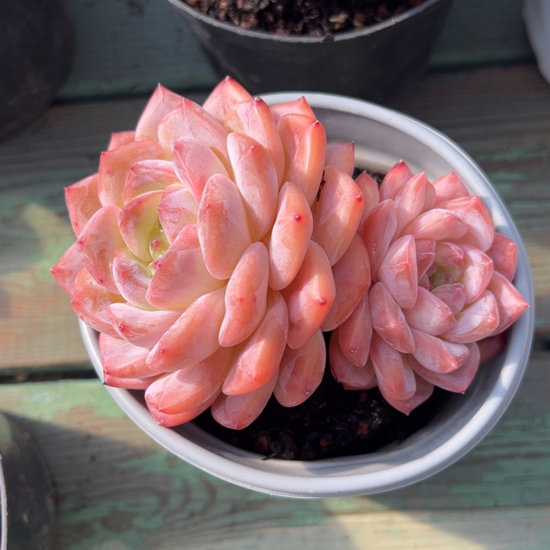 冰魄美肉多肉植物