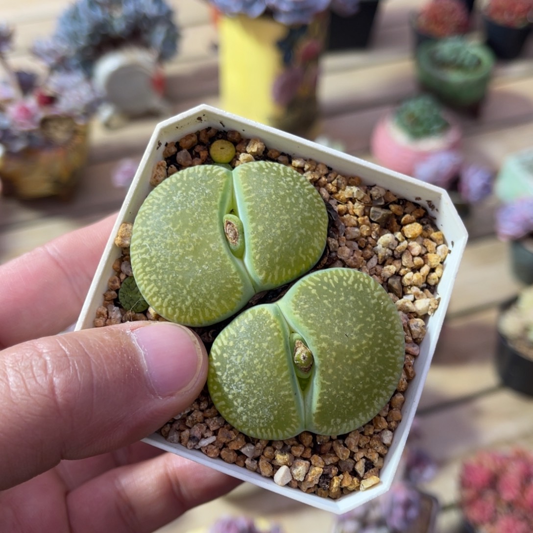 一物一拍不支持退换