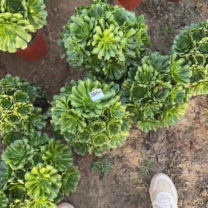 3654 清棚处理不包断枝