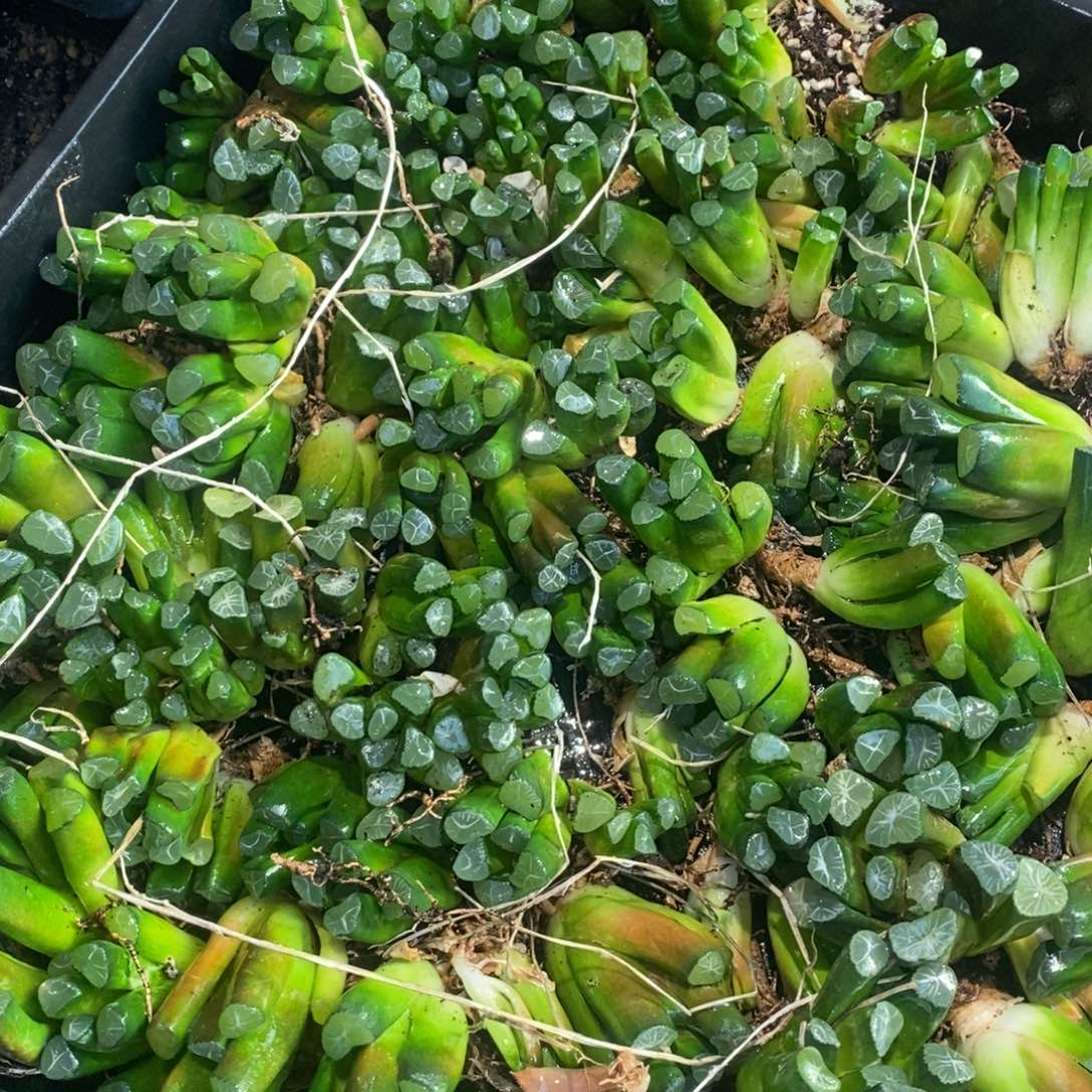 223 十二卷一颗实生小万象 整点福利